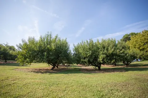 Breeden's Orchard